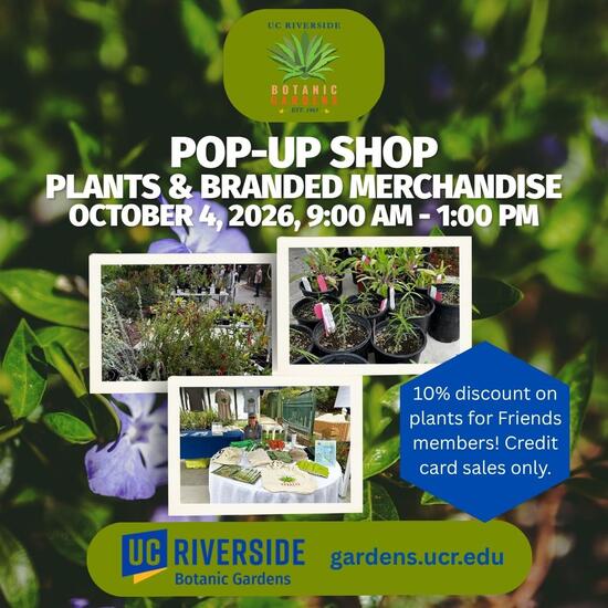Pop-up Shop