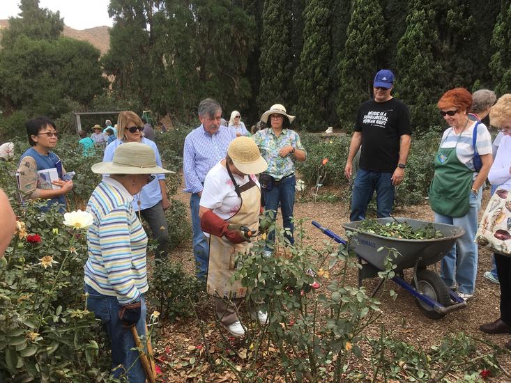 rose_pruning