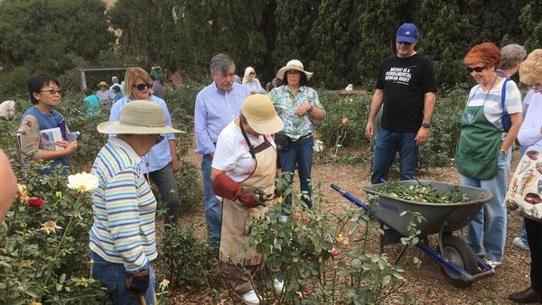 rose_pruning rose_pruning