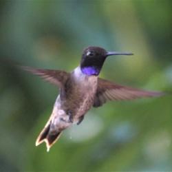 bird image of bird