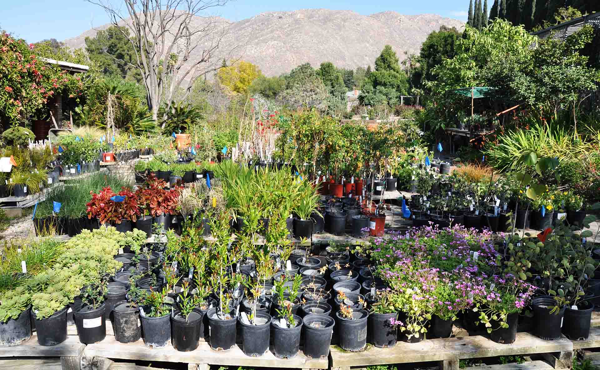 Fall Online Plant Sale UCR Botanic Gardens
