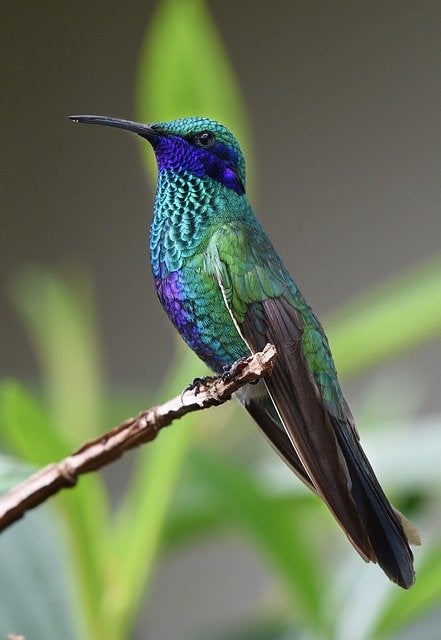 Hummingbird vertical