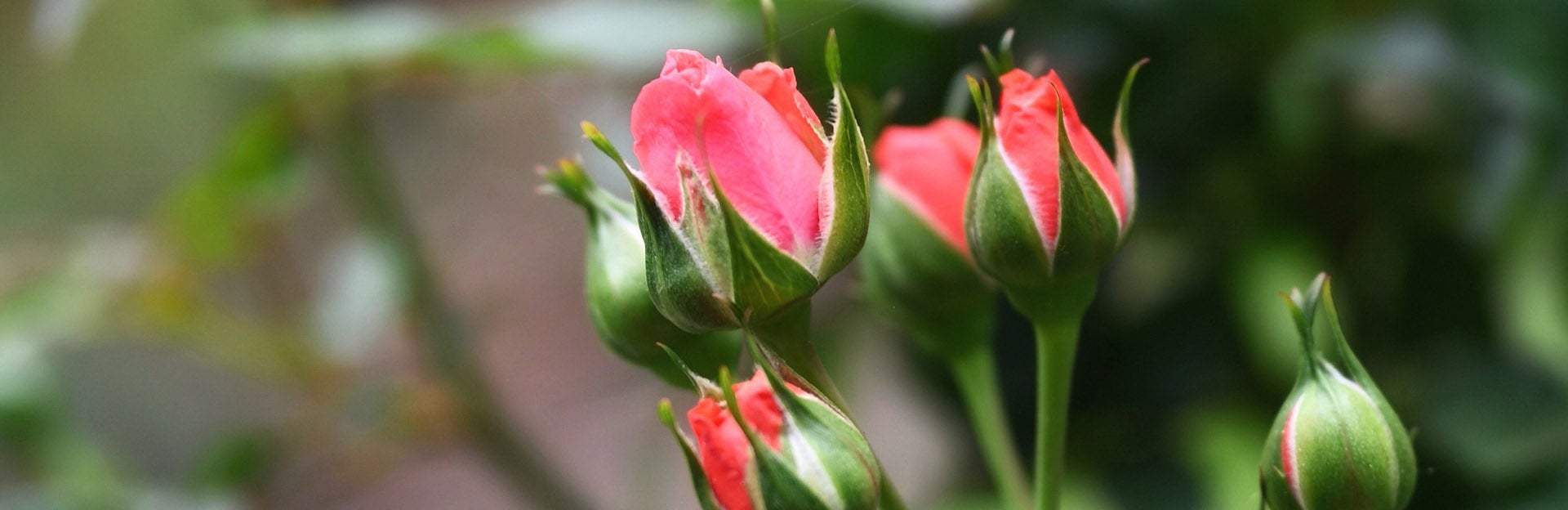 UCR Botanic Gardens, Annual Rose Pruning