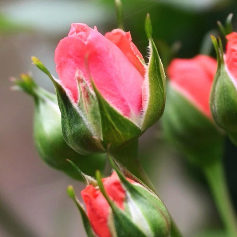 UCR Botanic Gardens, Annual Rose Pruning
