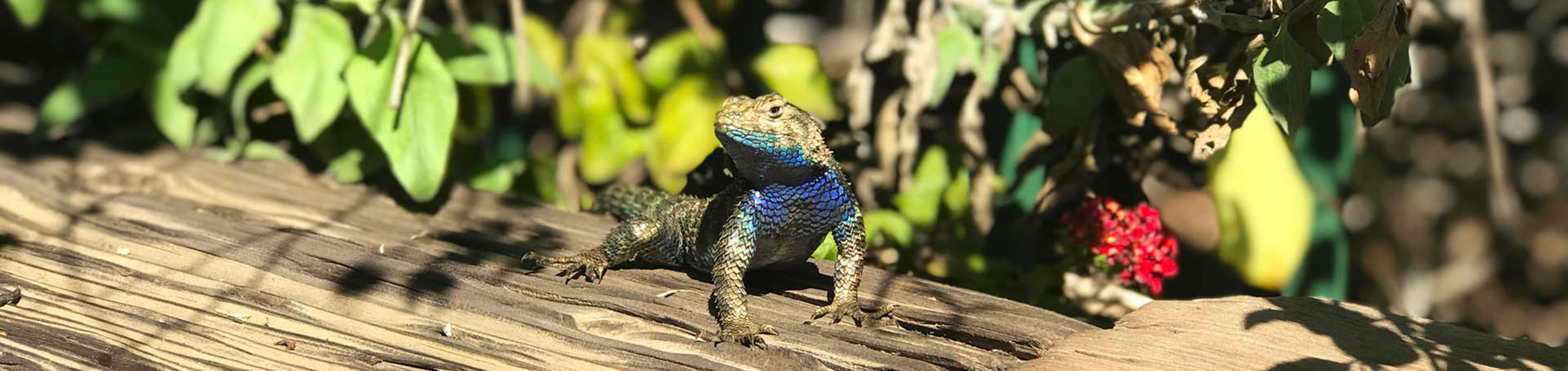 Wildlife | UCR Botanic Gardens