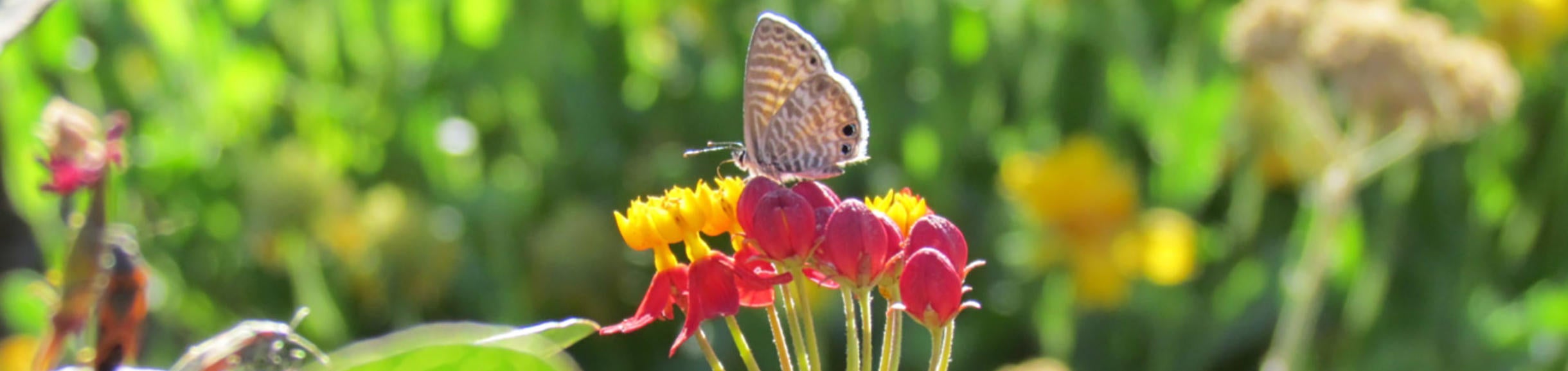 UCR Botanic Gardens, butterfly on flower