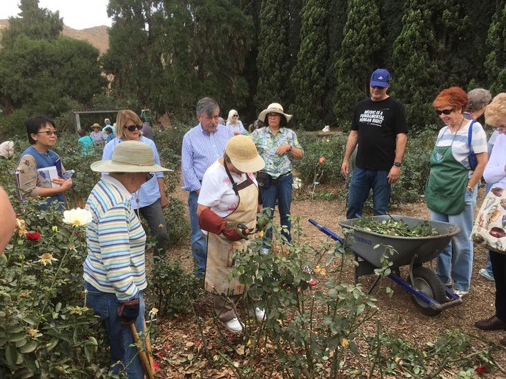 rose_pruning rose_pruning